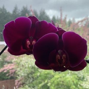 Meet your Posher, Joyce